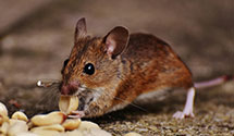 24 Hour & Emergency Exterminators in Commerce City, CO
